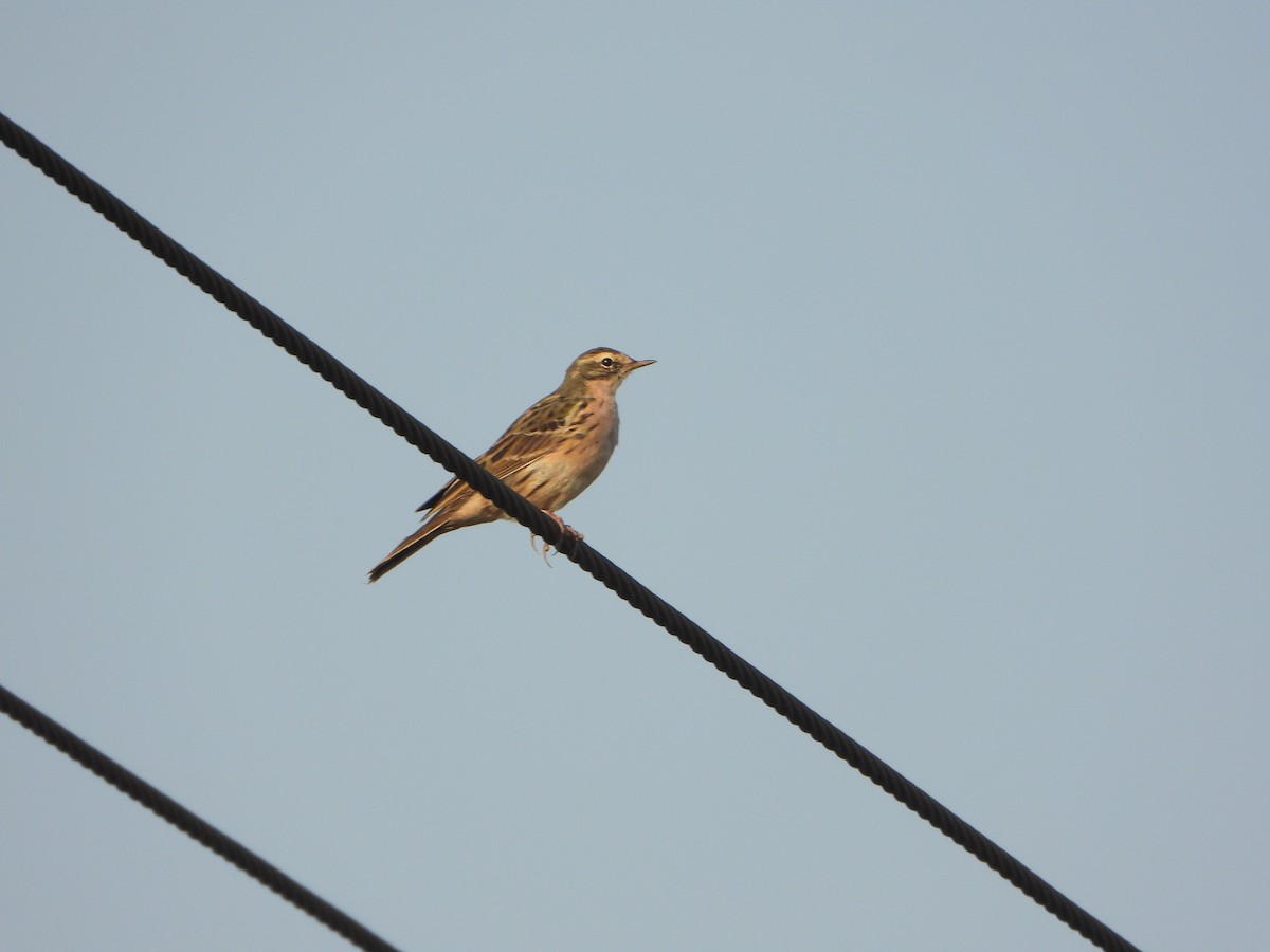 Rosy Pipit - ML619835182