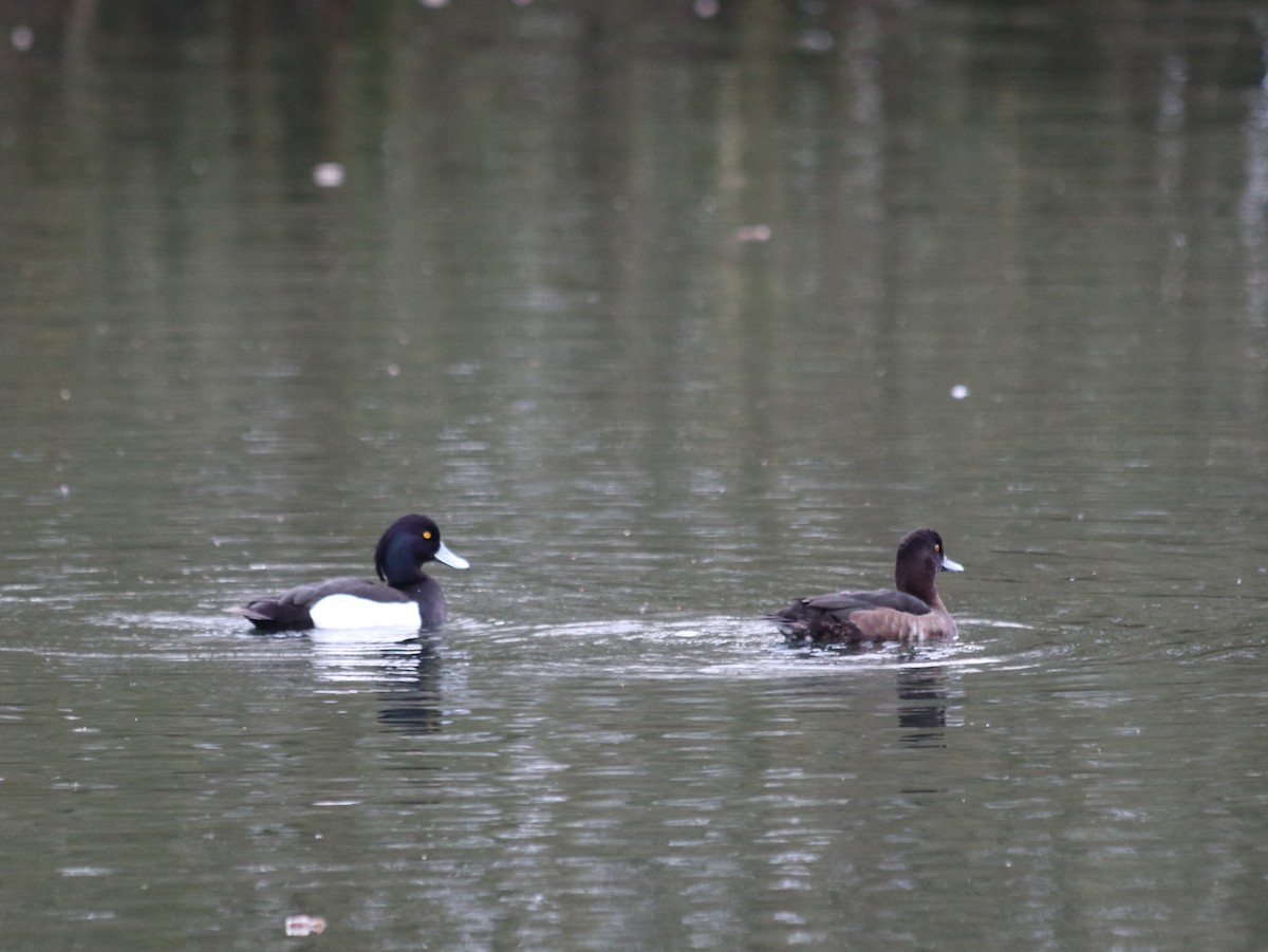 Tufted Duck - ML619835185