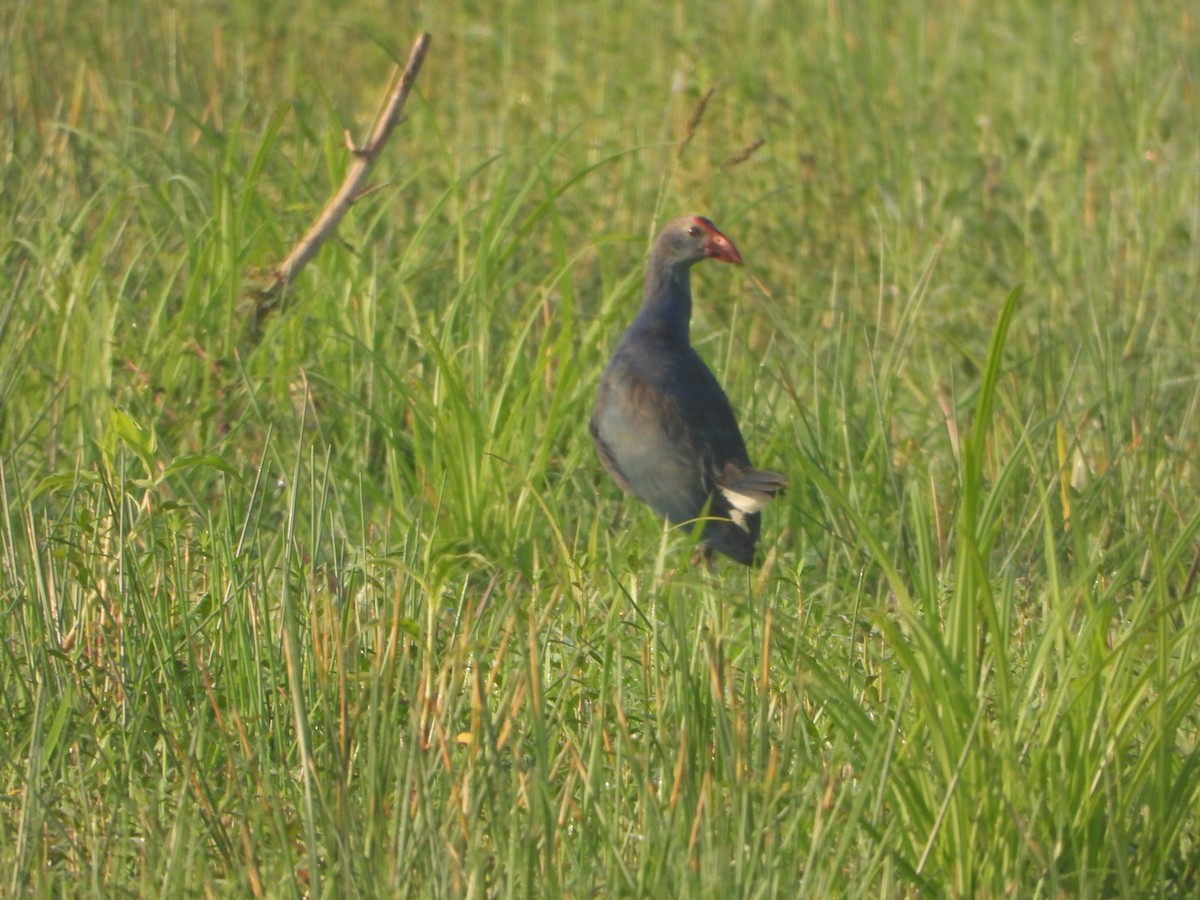 Gray-headed Swamphen - ML619835203