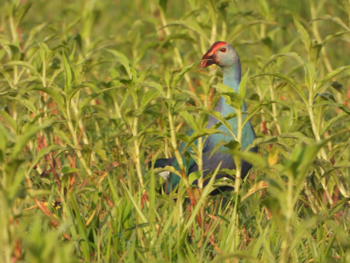 Gray-headed Swamphen - ML619835204