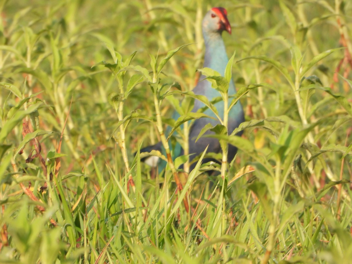 Gray-headed Swamphen - ML619835205