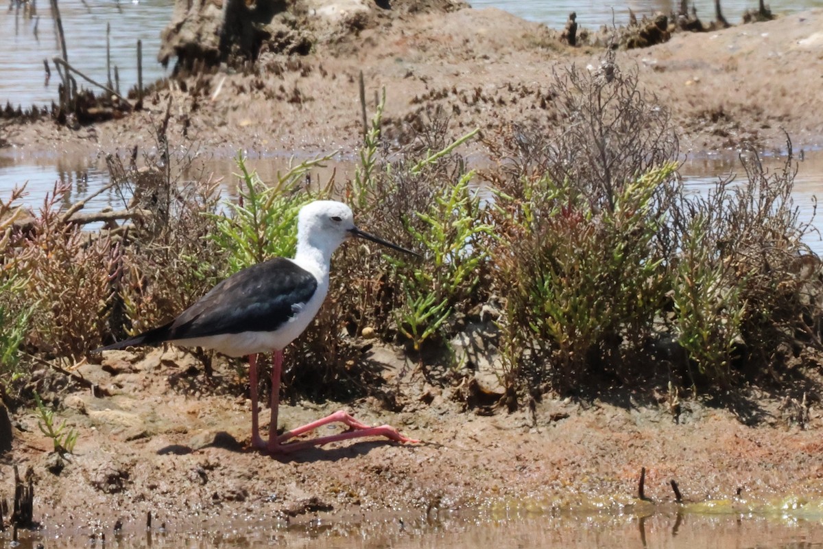 Cigüeñuela Común - ML619835219