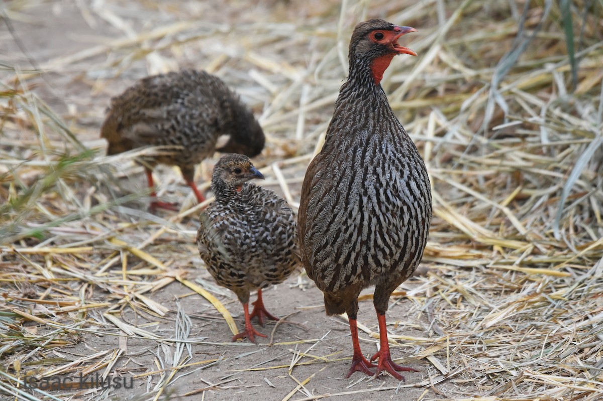 Red-necked Spurfowl - ML619835221
