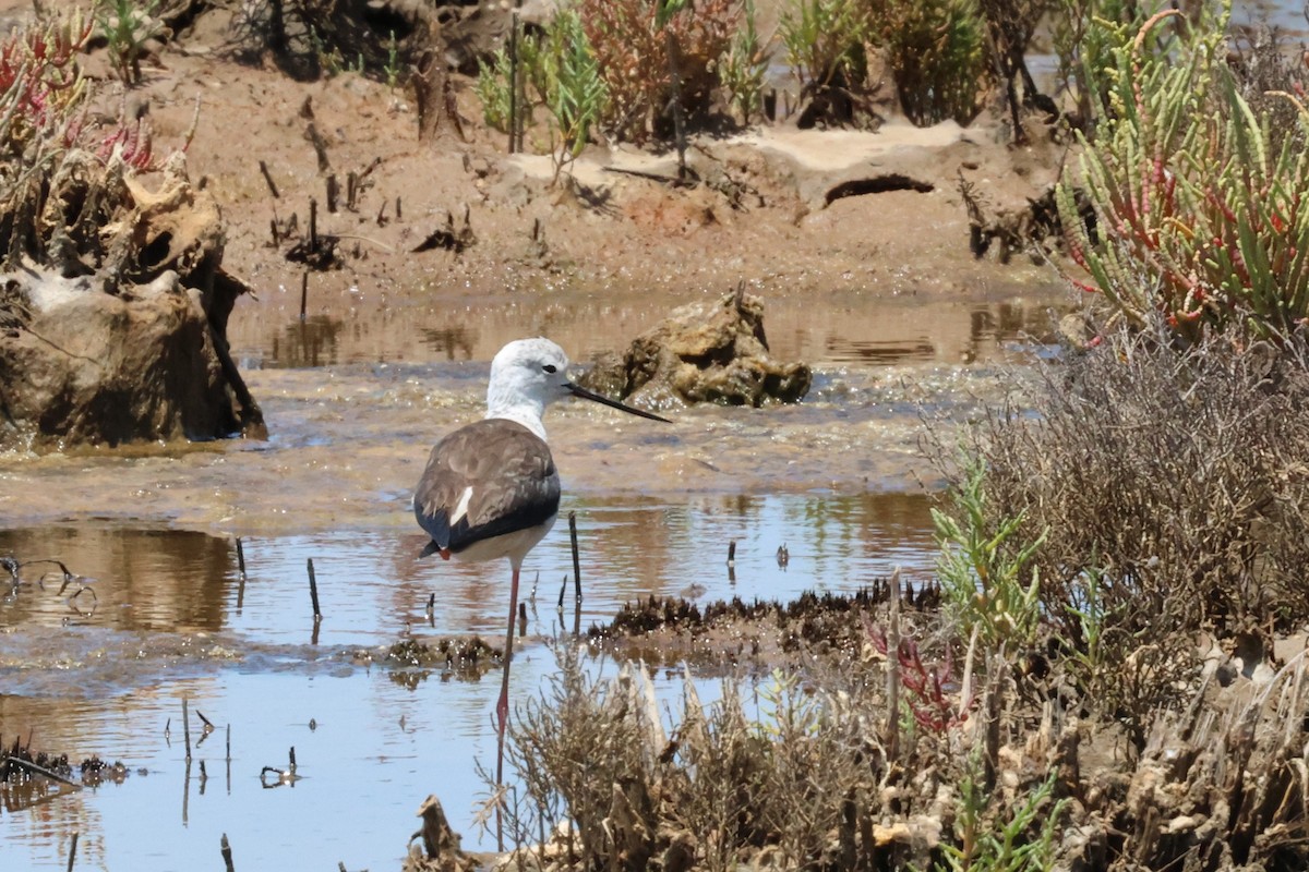 Black-winged Stilt - ML619835226