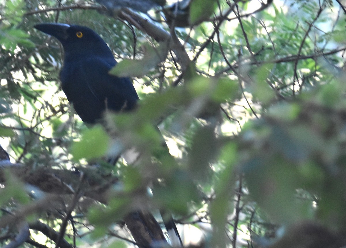 Pied Currawong - ML619835241