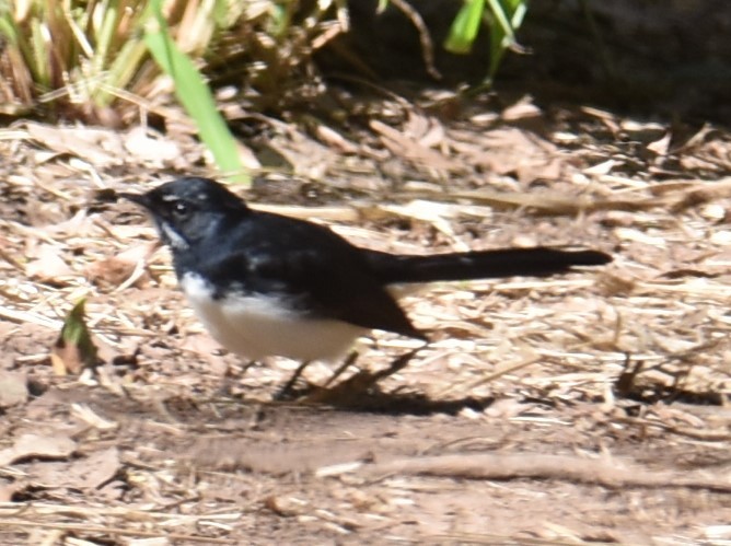 Willie-wagtail - ML619835244