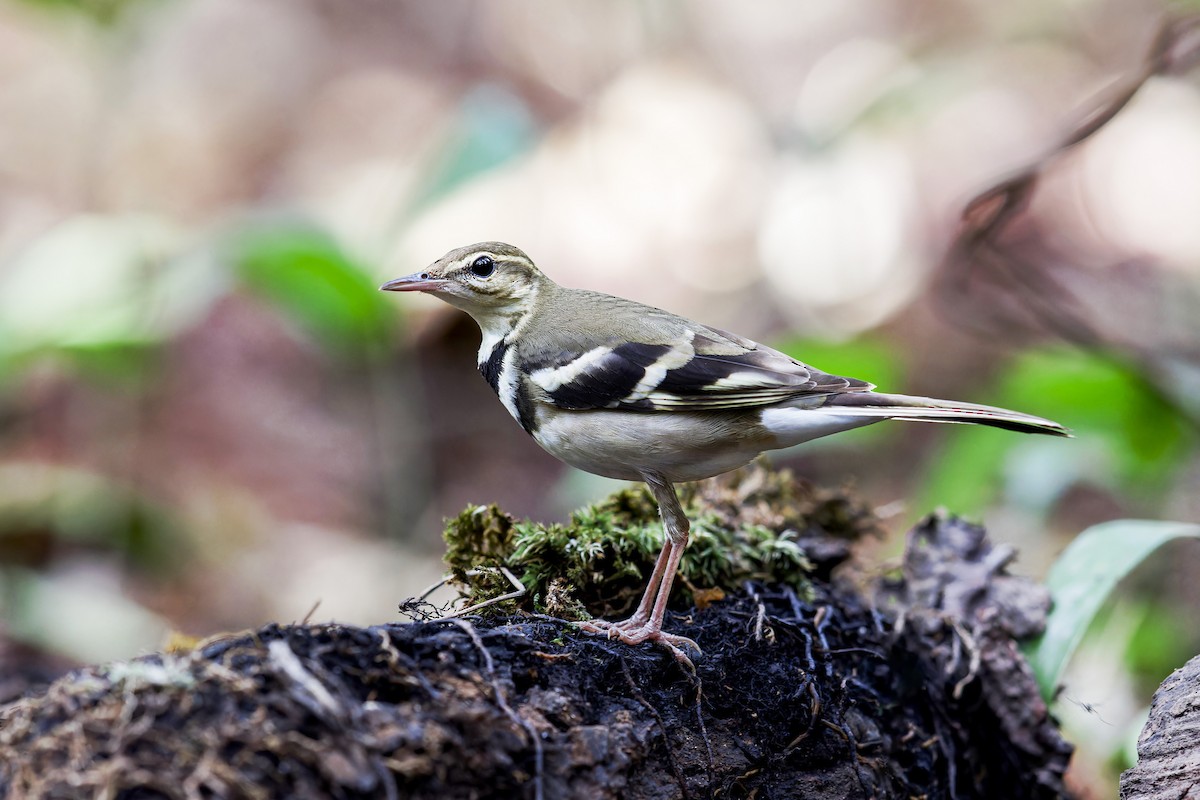 Forest Wagtail - ML619835269