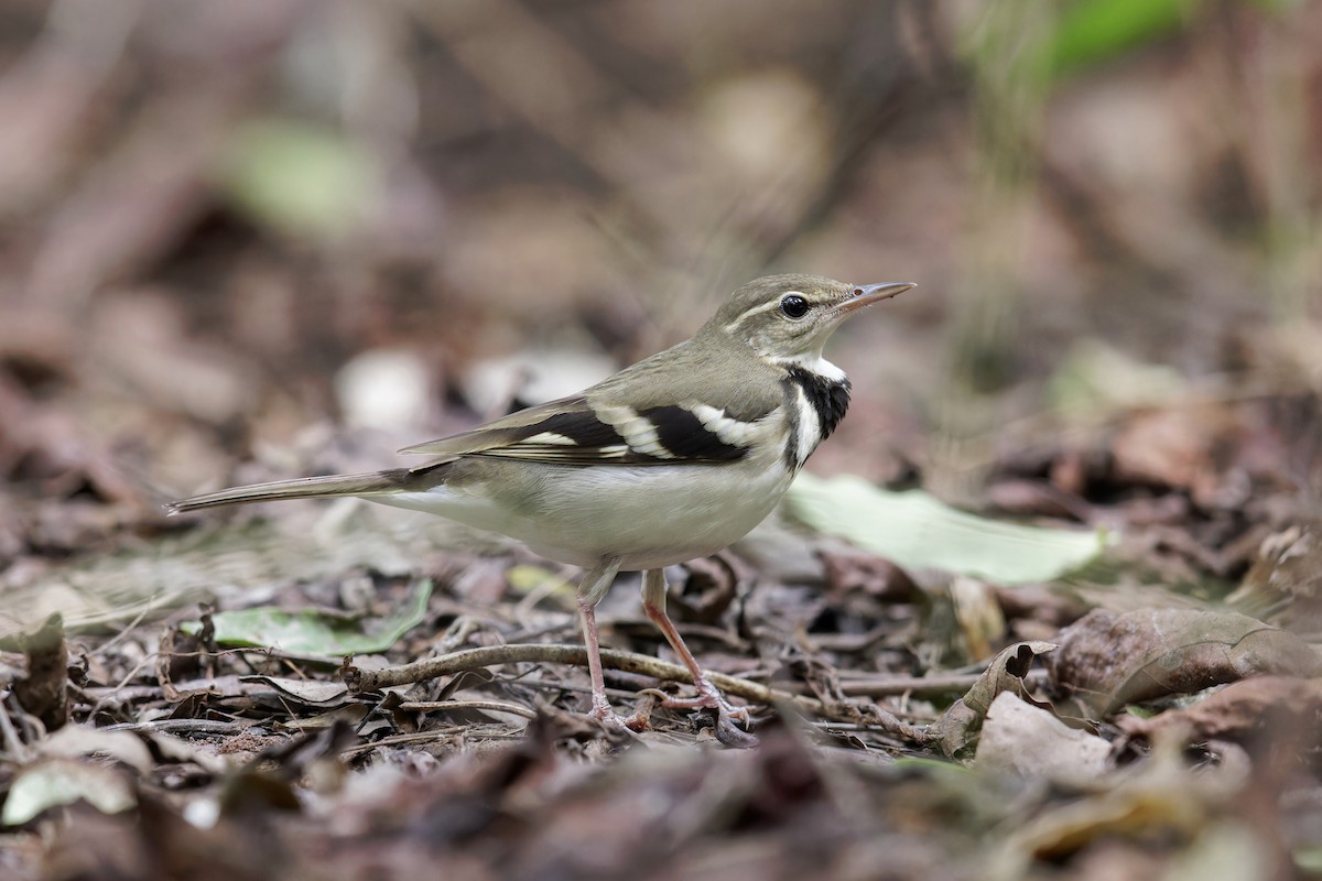 Forest Wagtail - ML619835270