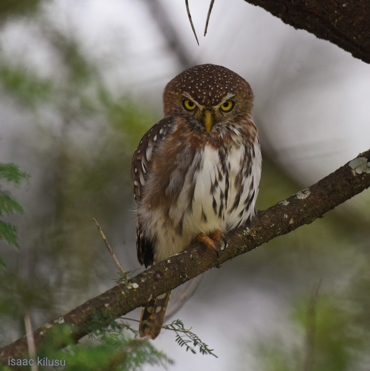 Pearl-spotted Owlet - ML619835277
