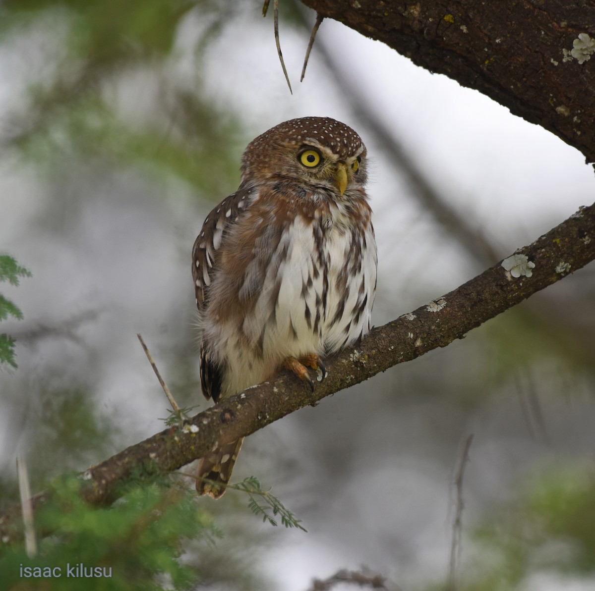 Pearl-spotted Owlet - ML619835278
