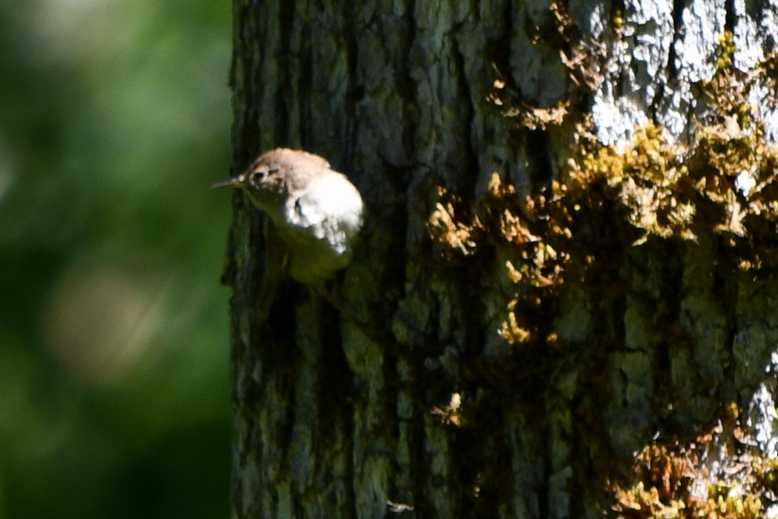 House Wren - ML619835293