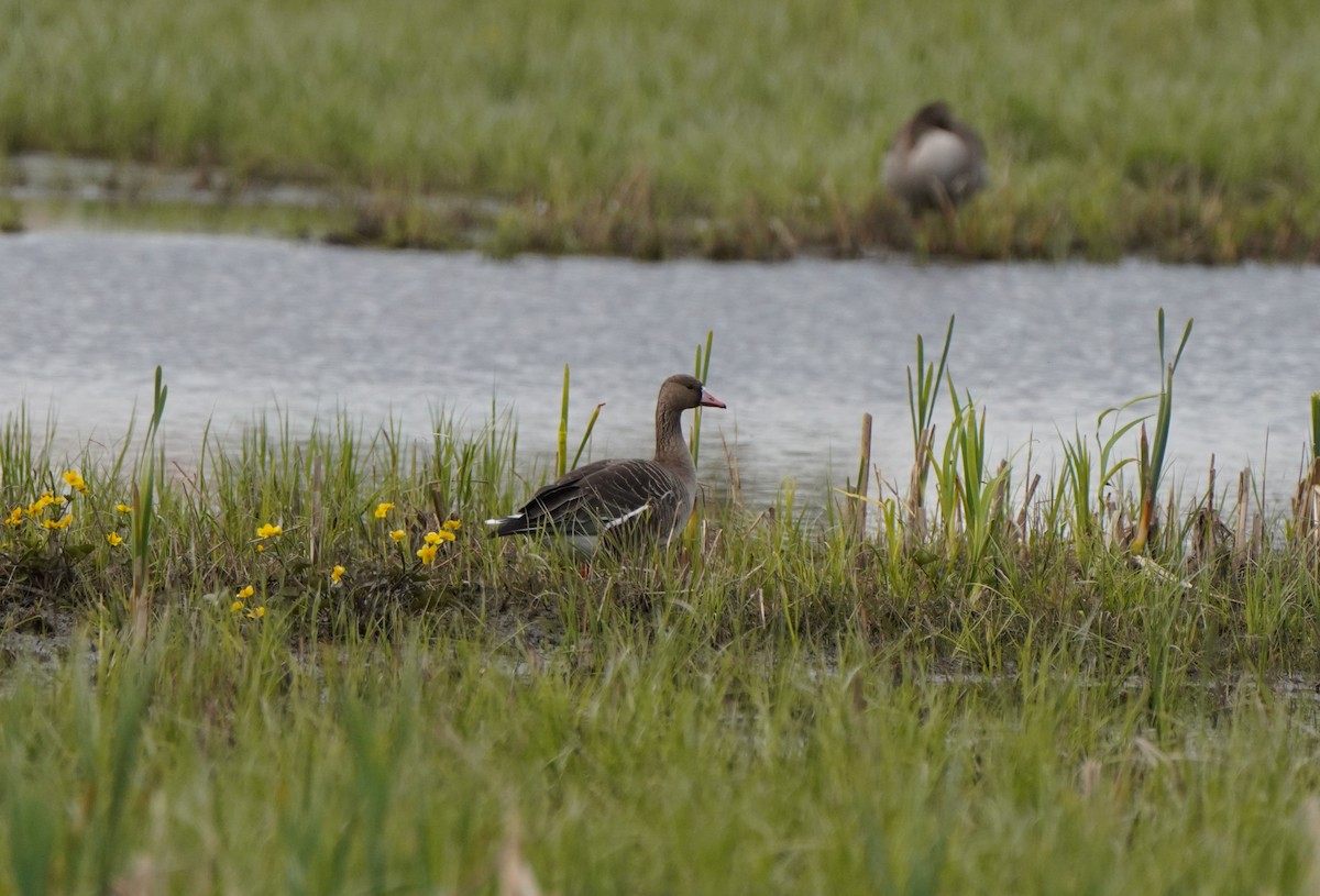 Greater White-fronted Goose - ML619835294