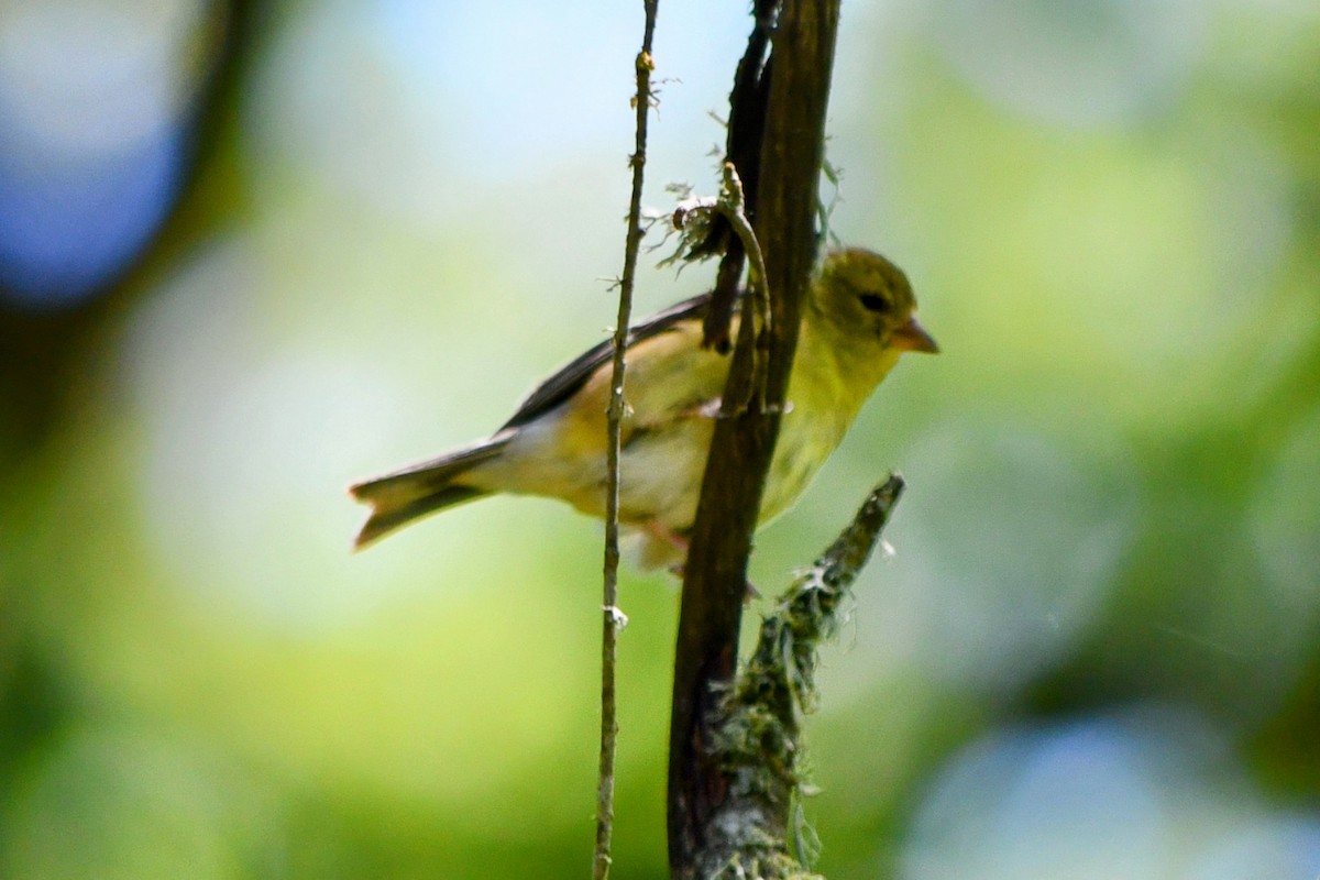 American Goldfinch - ML619835303