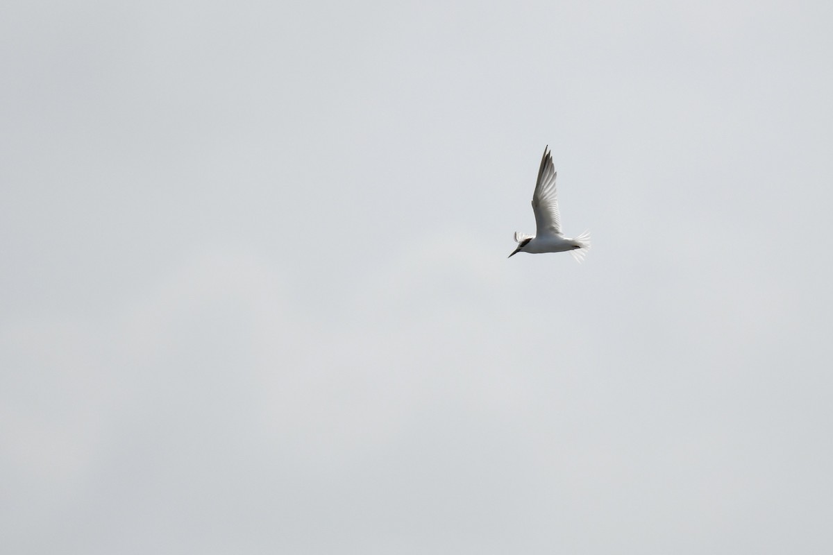 Black-naped Tern - ML619835316