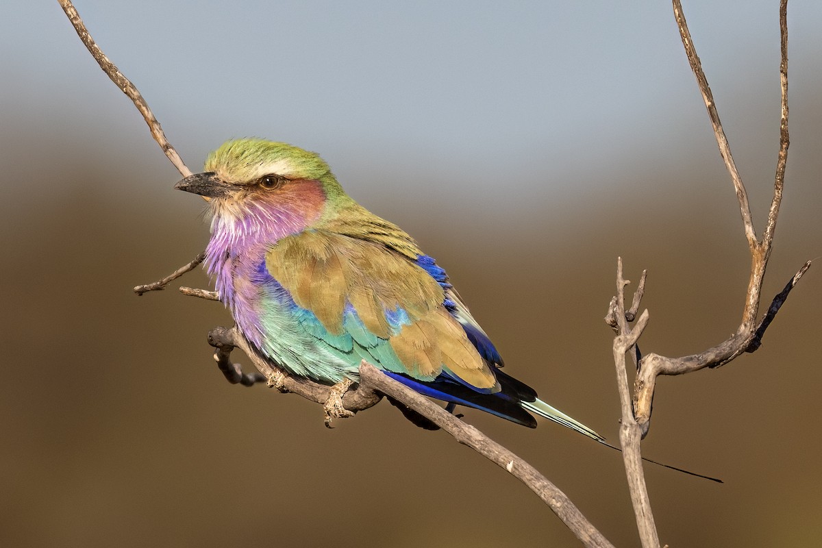 Lilac-breasted Roller - ML619835324