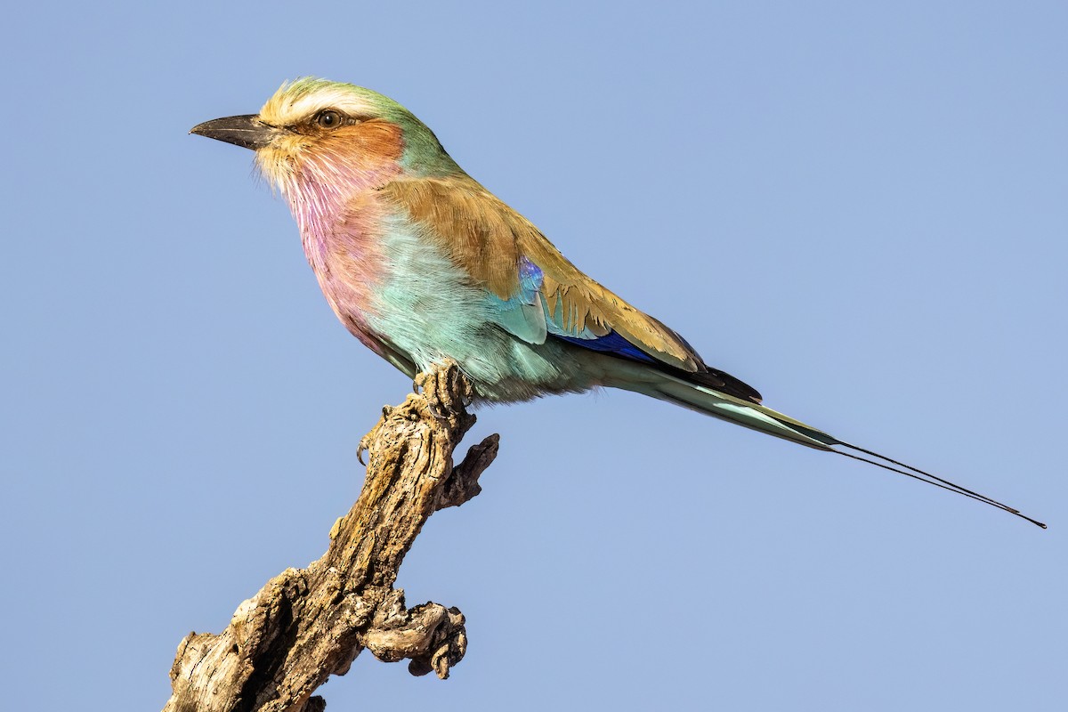 Lilac-breasted Roller - ML619835326