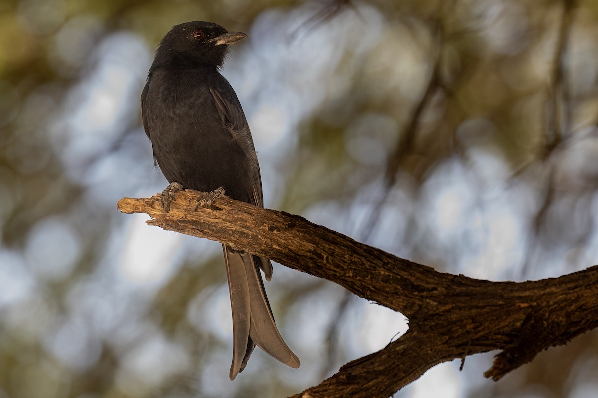 Fork-tailed Drongo - ML619835334