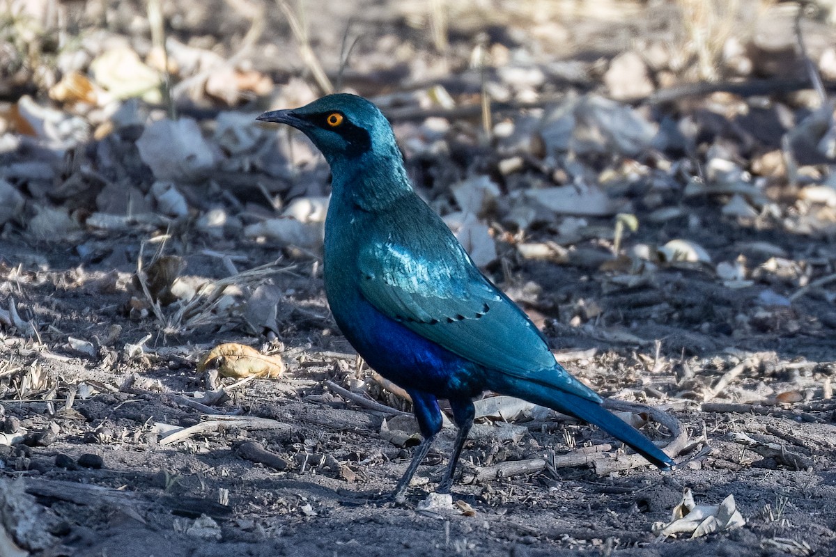 Greater Blue-eared Starling - ML619835337