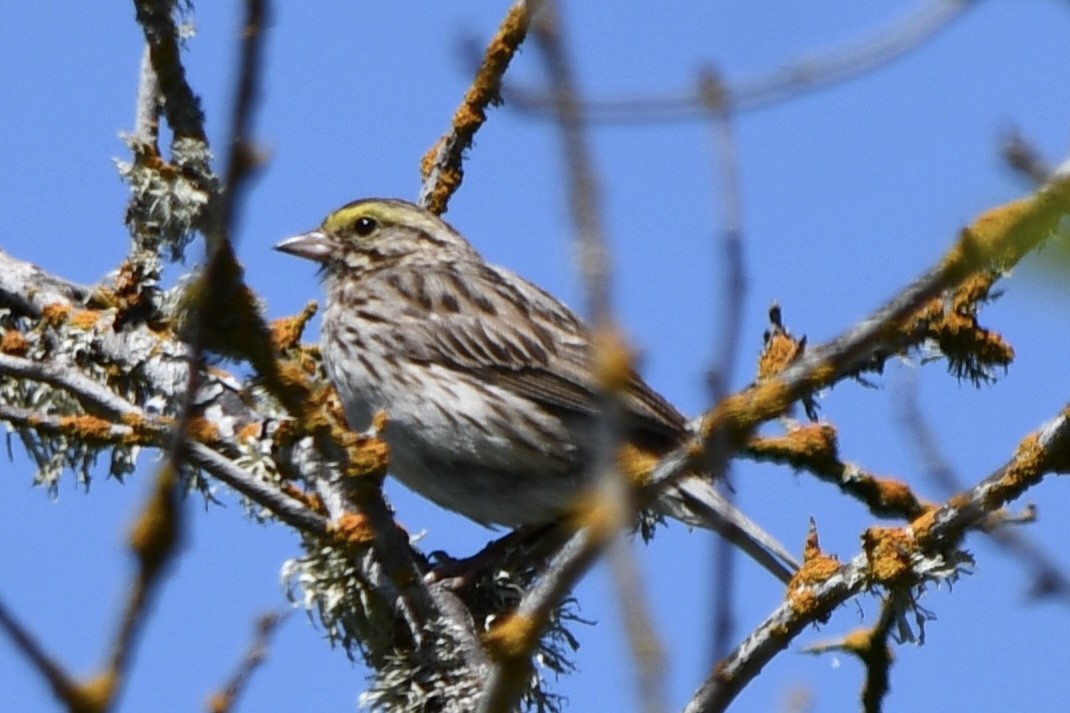 Savannah Sparrow - ML619835338