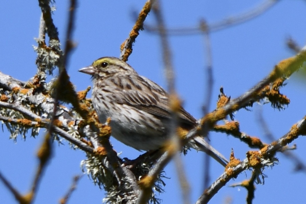 Bruant des prés - ML619835338