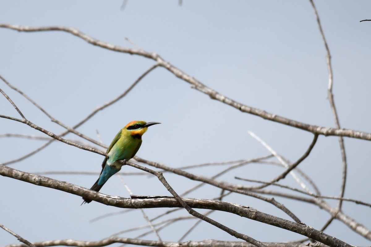 Rainbow Bee-eater - ML619835342