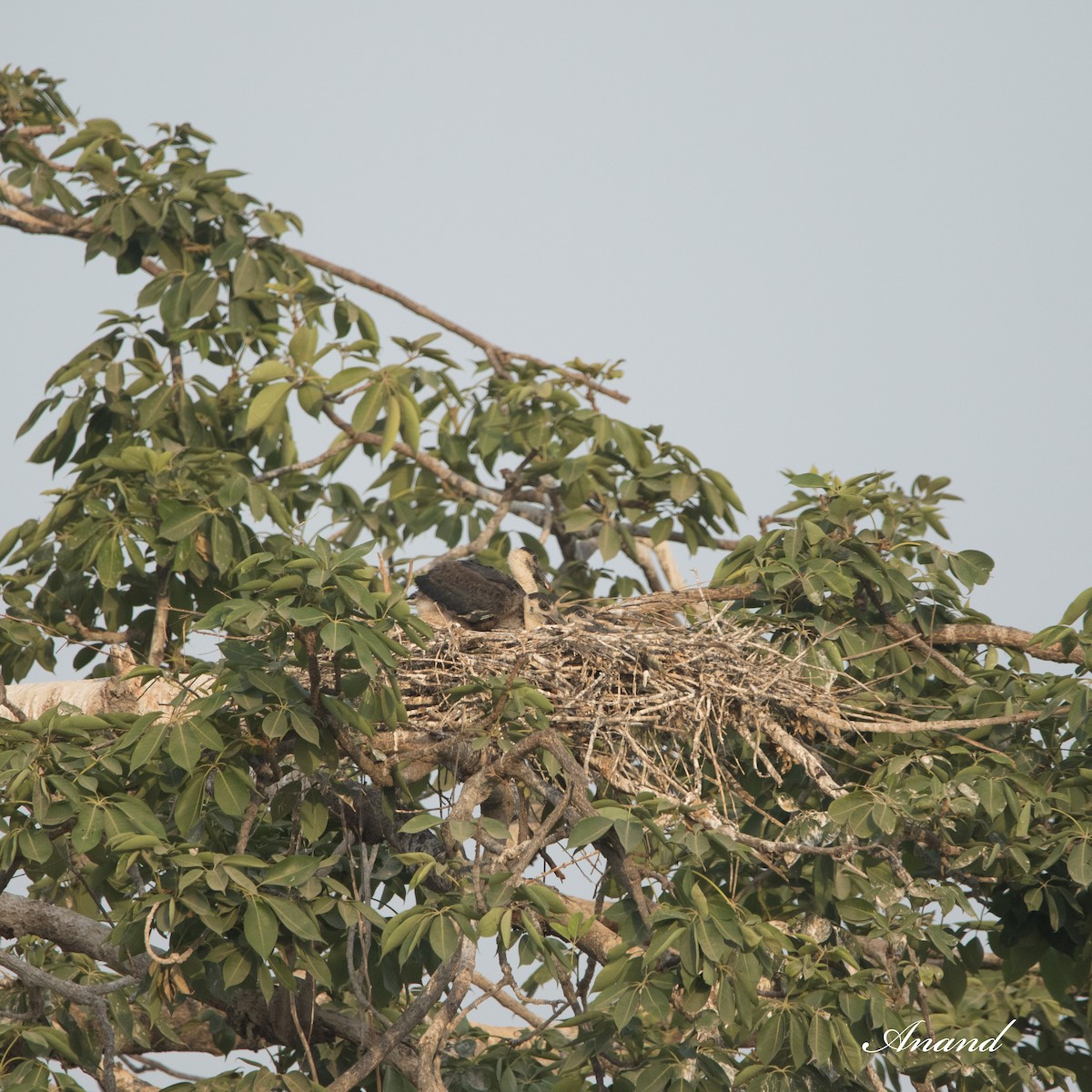 Asian Woolly-necked Stork - ML619835349