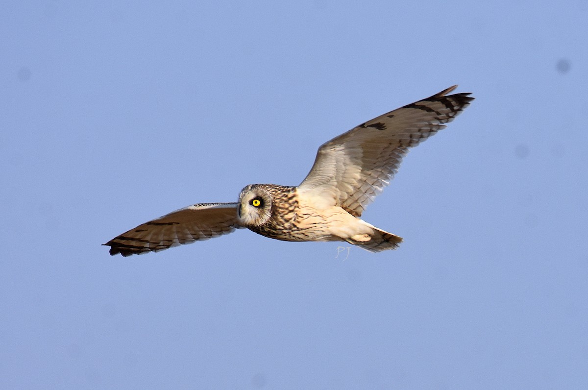 Short-eared Owl - ML619835351