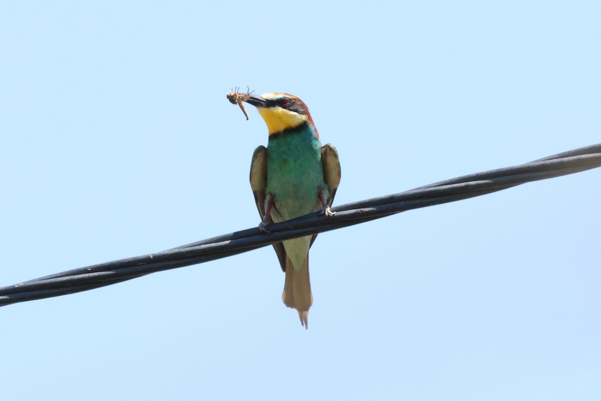 European Bee-eater - ML619835352