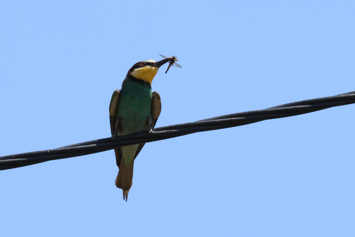 European Bee-eater - ML619835353