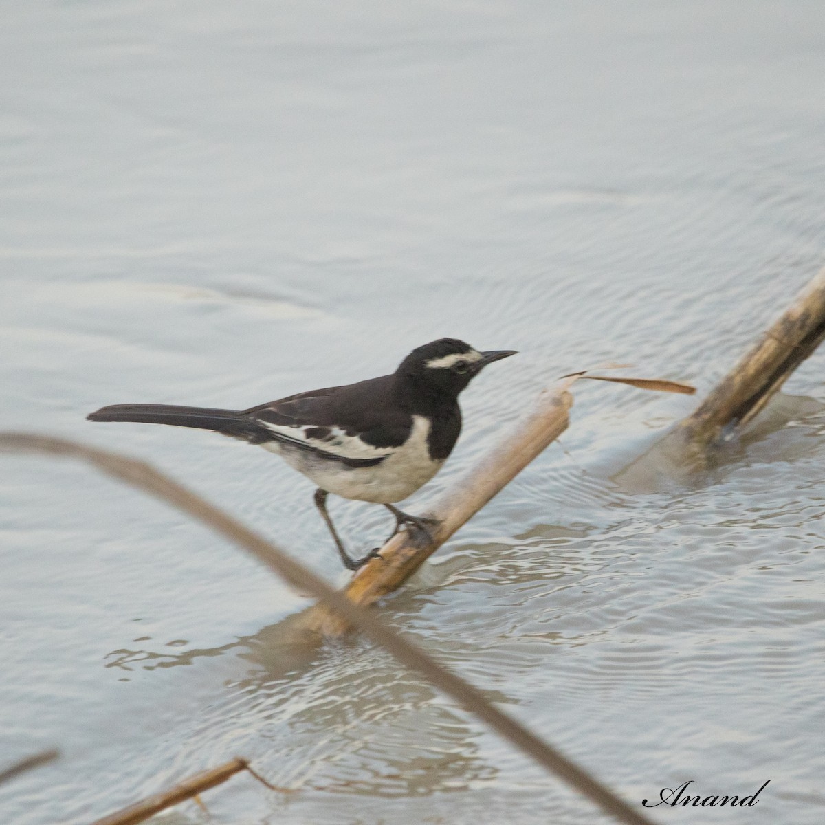 White-browed Wagtail - ML619835355
