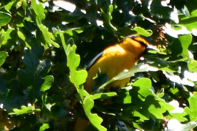 Bullock's Oriole - ML619835366