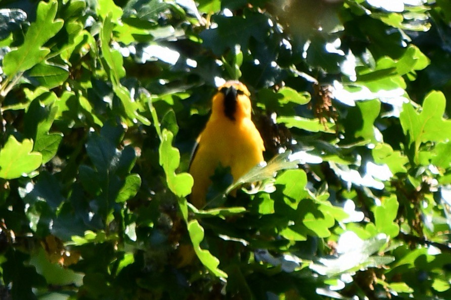 Bullock's Oriole - ML619835367