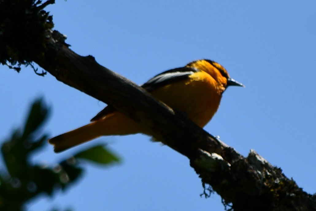 Bullock's Oriole - ML619835368