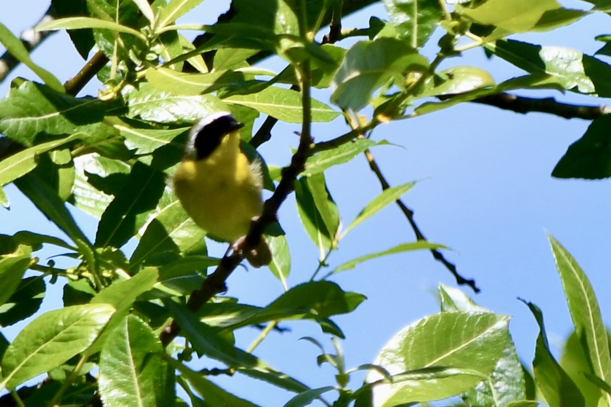 Common Yellowthroat - ML619835379