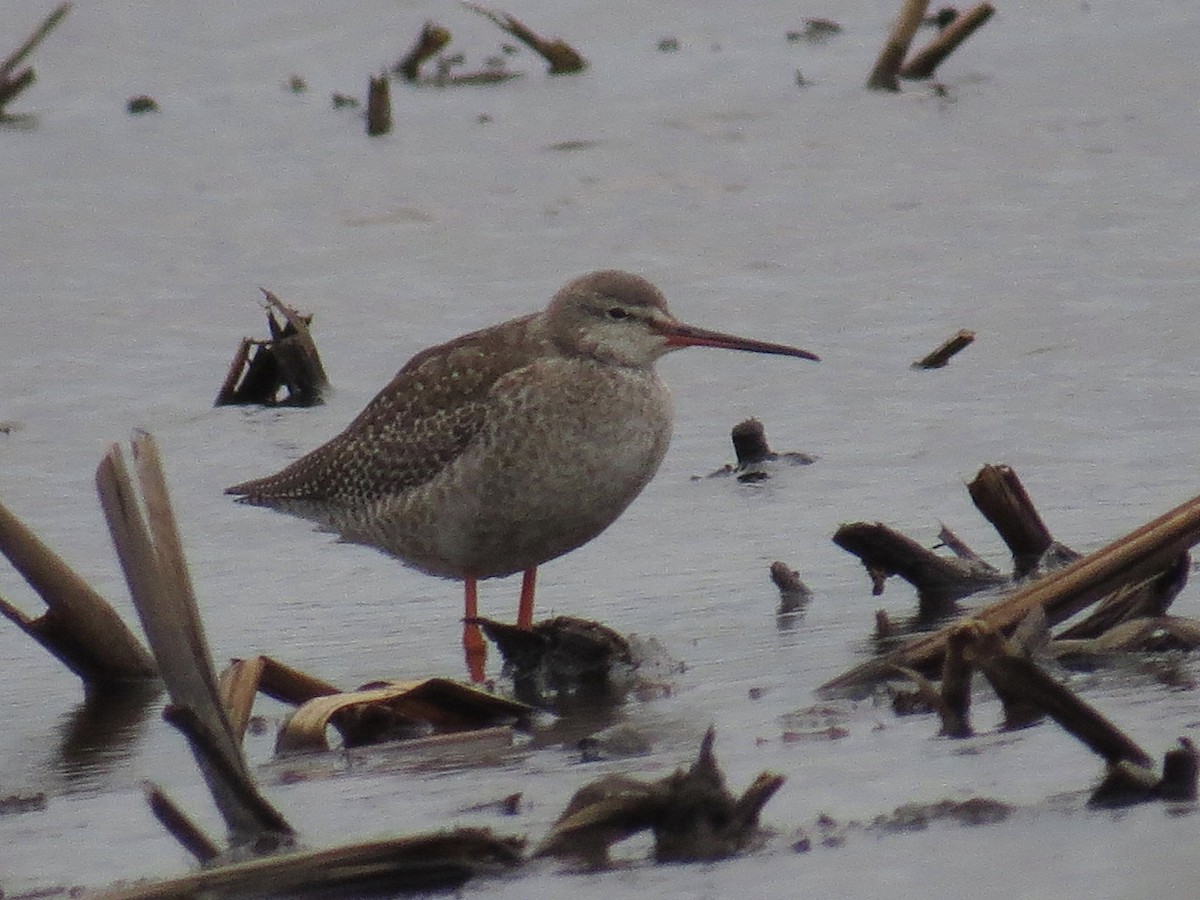 Spotted Redshank - ML619835397
