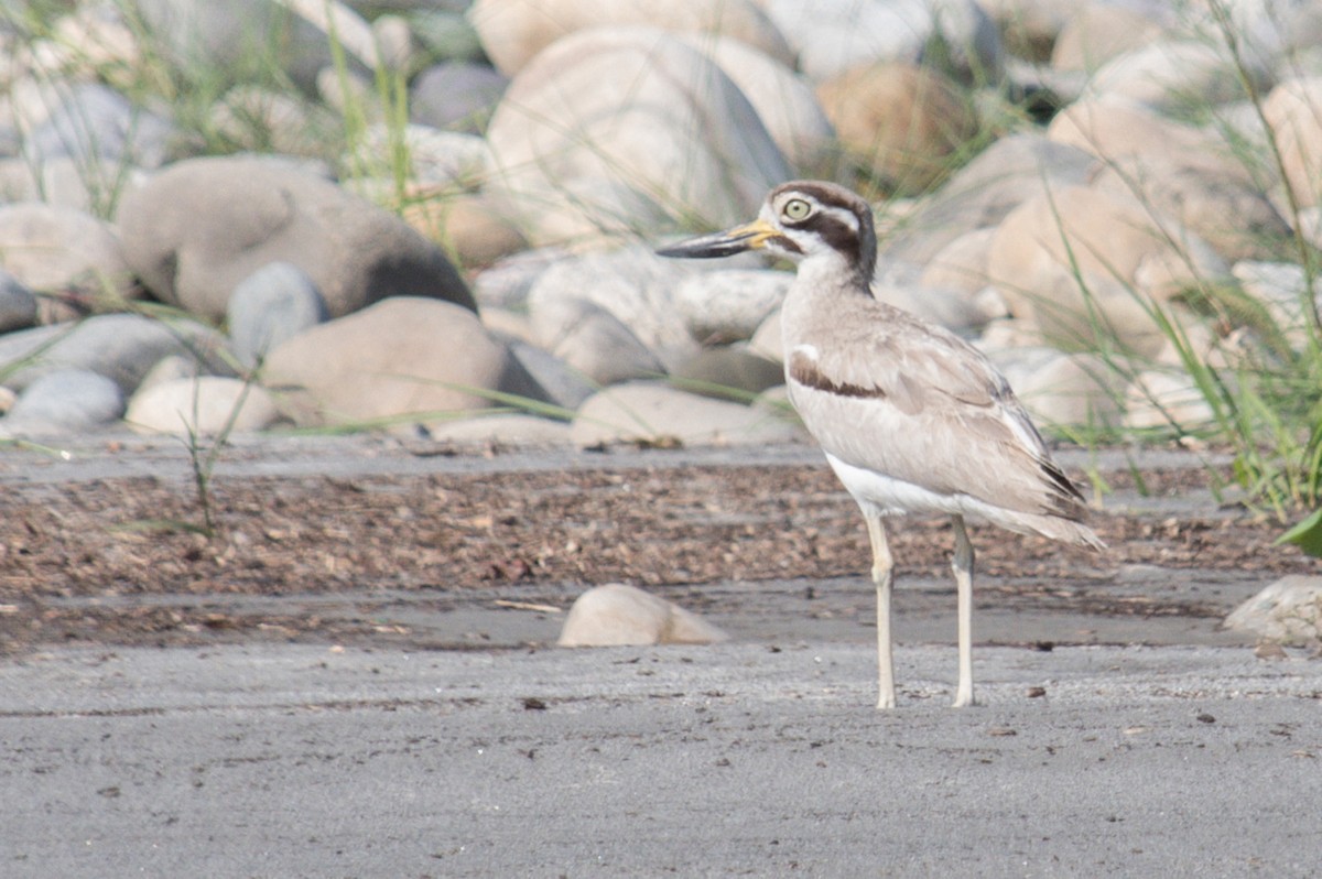 Great Thick-knee - ML619835398