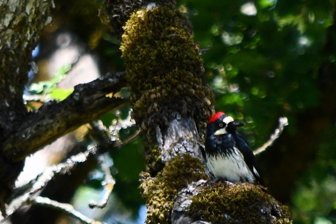 Acorn Woodpecker - ML619835399