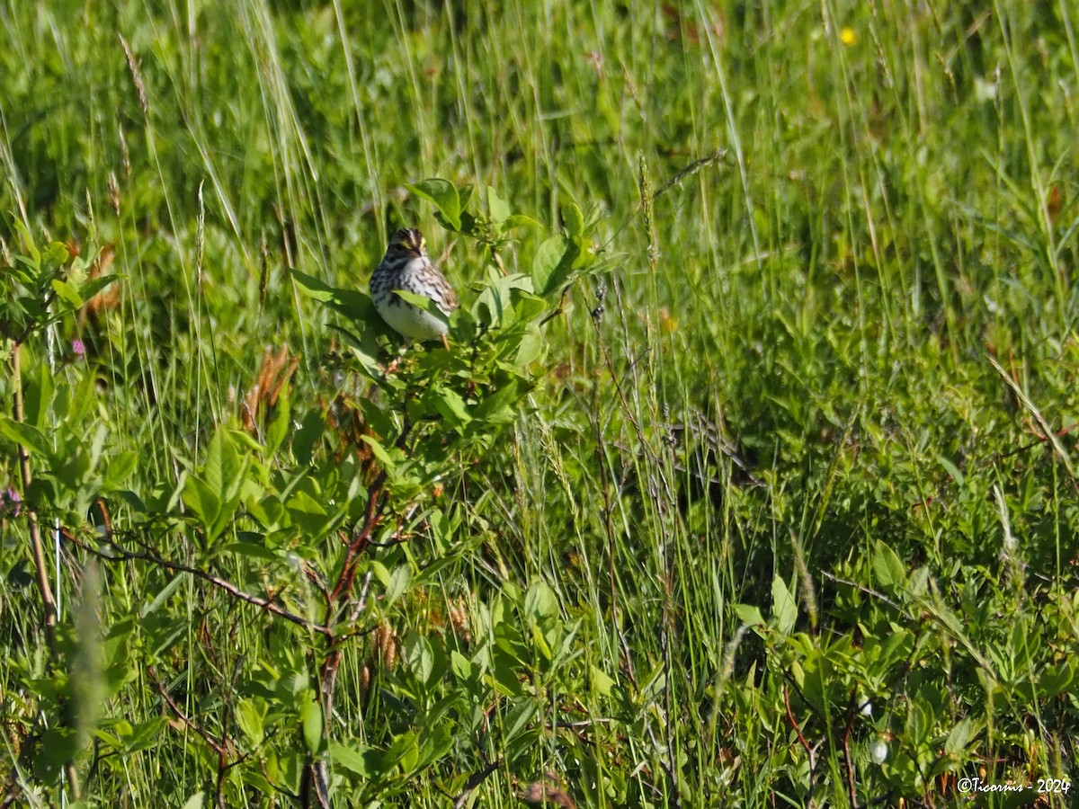 Savannah Sparrow (Savannah) - ML619835411