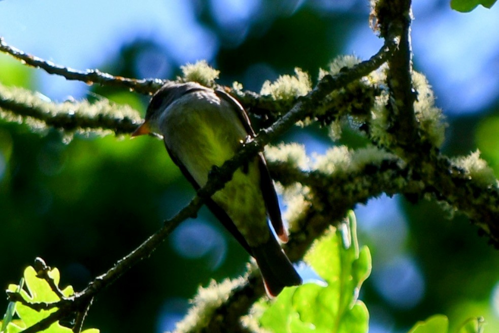 Western Wood-Pewee - ML619835417