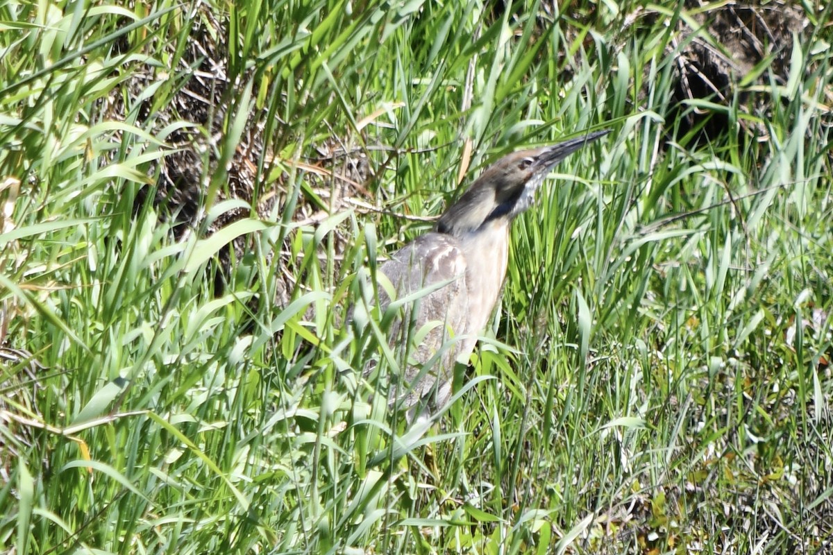 American Bittern - ML619835424