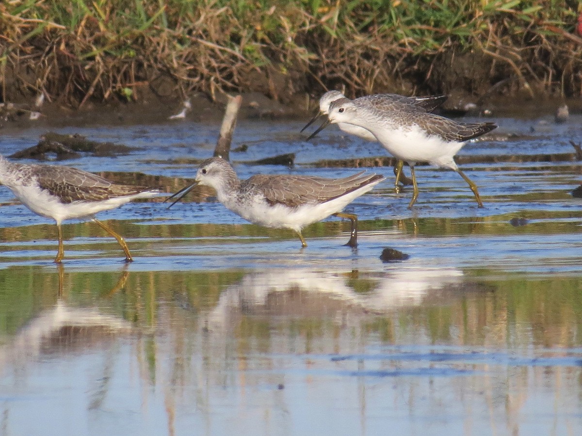 Marsh Sandpiper - ML619835426