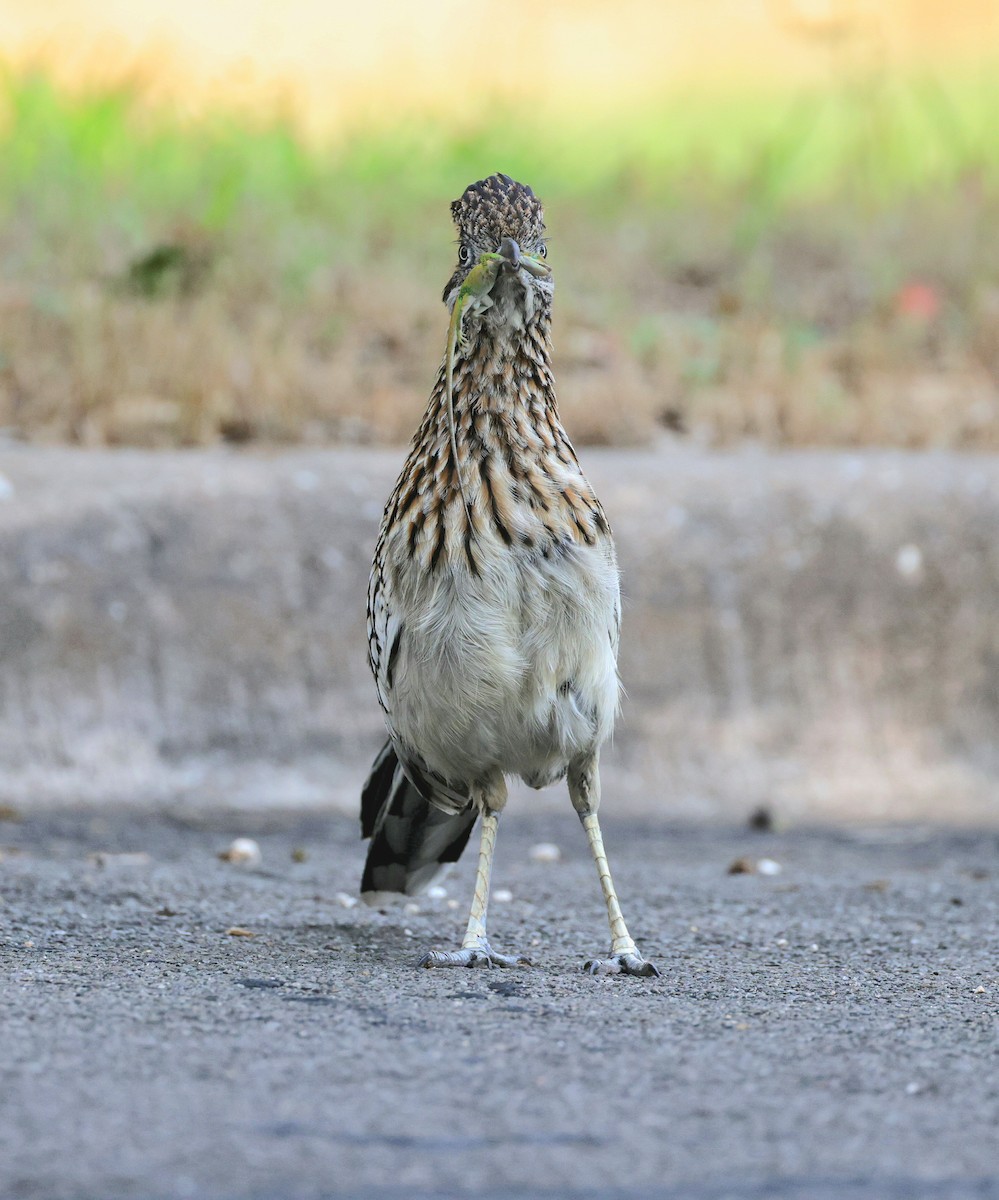 Greater Roadrunner - ML619835428