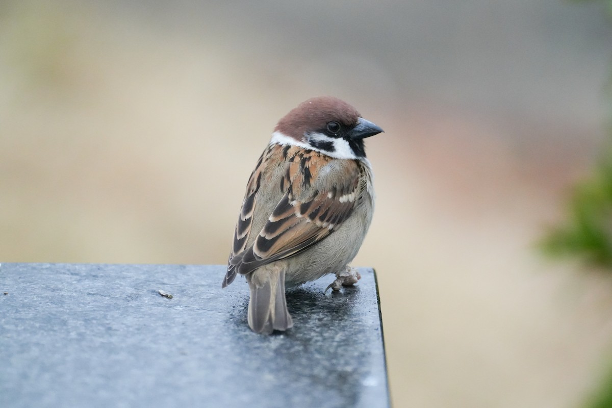 Eurasian Tree Sparrow - ML619835435