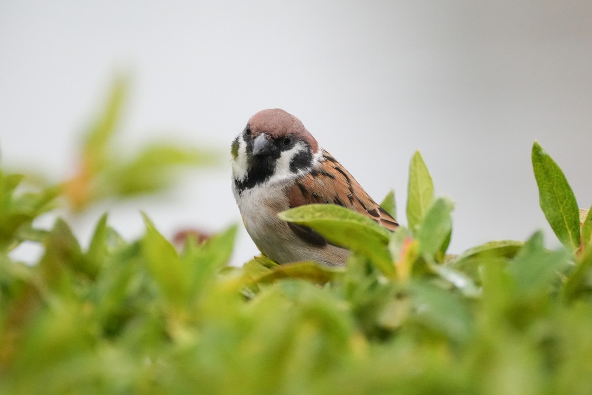 Eurasian Tree Sparrow - ML619835436