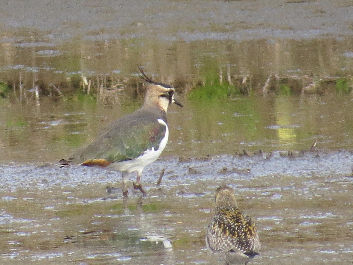 Northern Lapwing - ML619835494