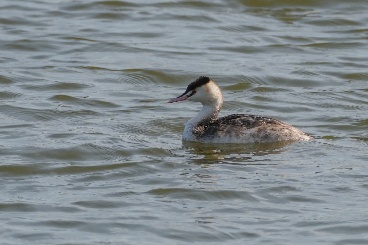 Great Crested Grebe - ML619835498