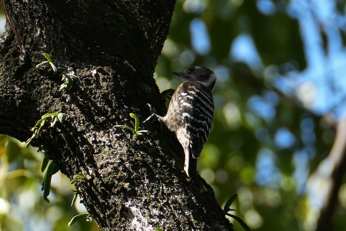 Japanese Pygmy Woodpecker - ML619835503