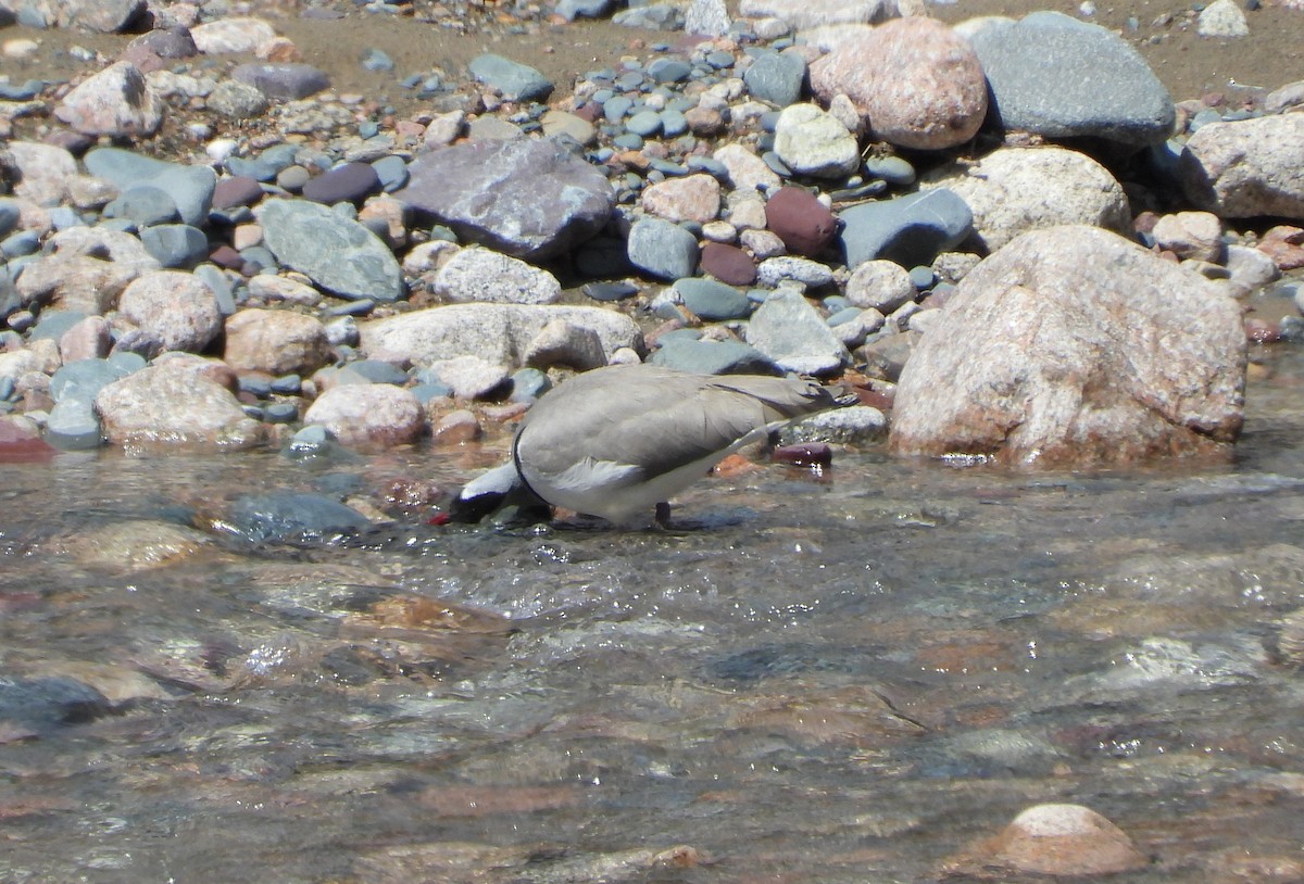 Bec-d'ibis tibétain - ML619835507