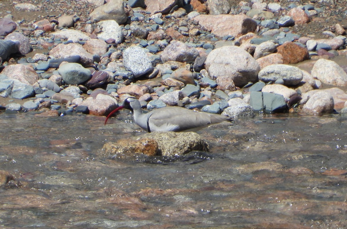 Bec-d'ibis tibétain - ML619835508