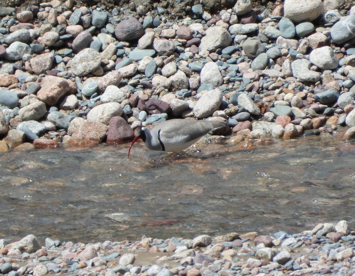 Bec-d'ibis tibétain - ML619835509